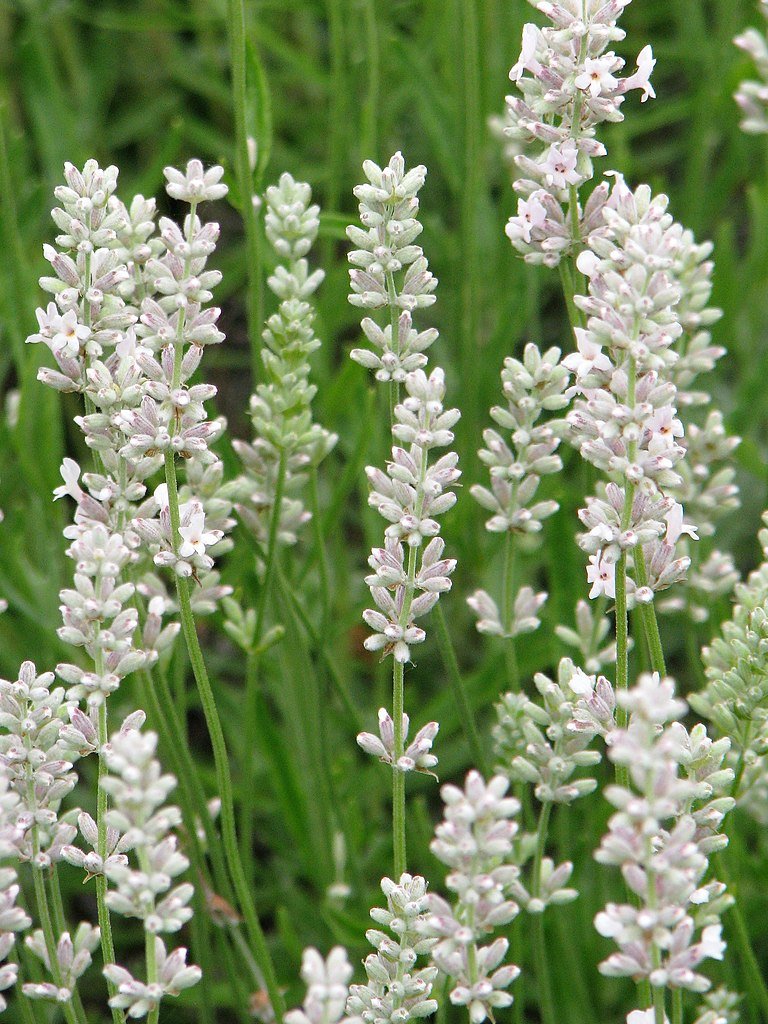 Lavandula angustifolia &