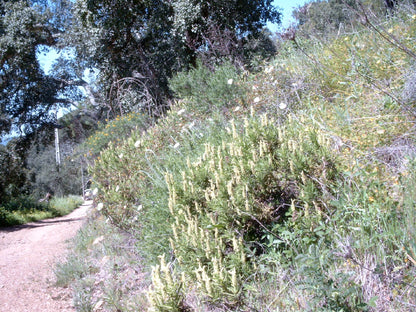 Hillside covered in Lavandula viridis, commonly known as yellow lavender, and a path leading up to trees.