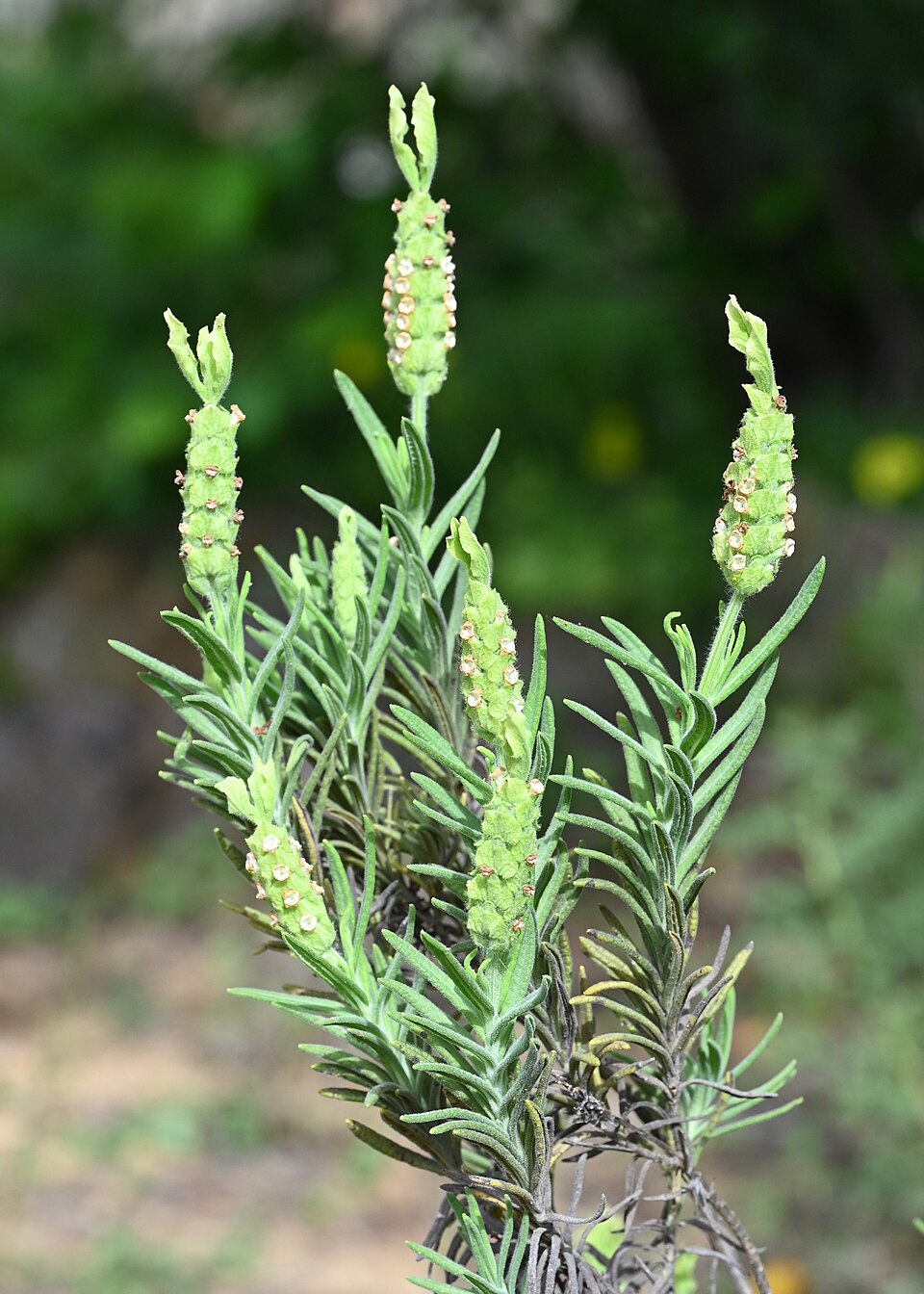 A green lavender plant with spike-shaped flowers in full bloom.