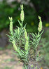 A green lavender plant with spike-shaped flowers in full bloom.