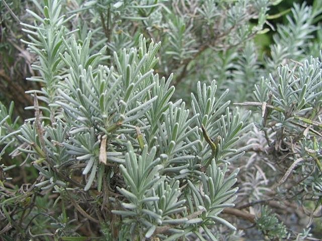 Lavandula angustifolia &