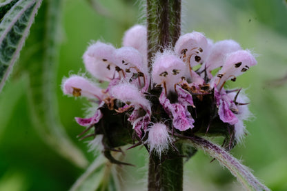 Leonurus cardiaca &
