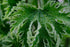 Leonurus cardiaca &