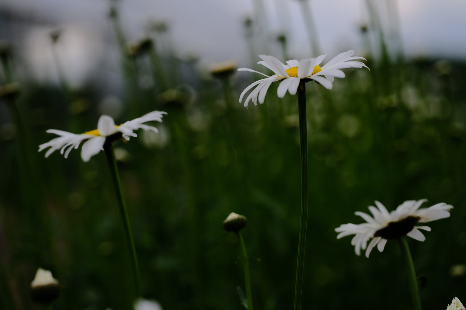Leucanthemum vulgare &