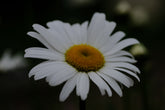 Leucanthemum vulgare &