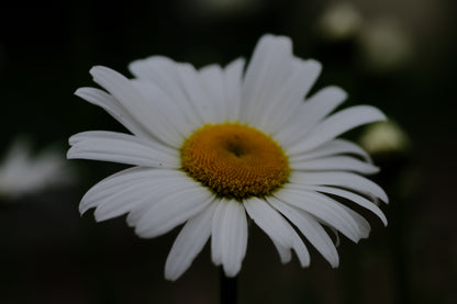 Leucanthemum vulgare &