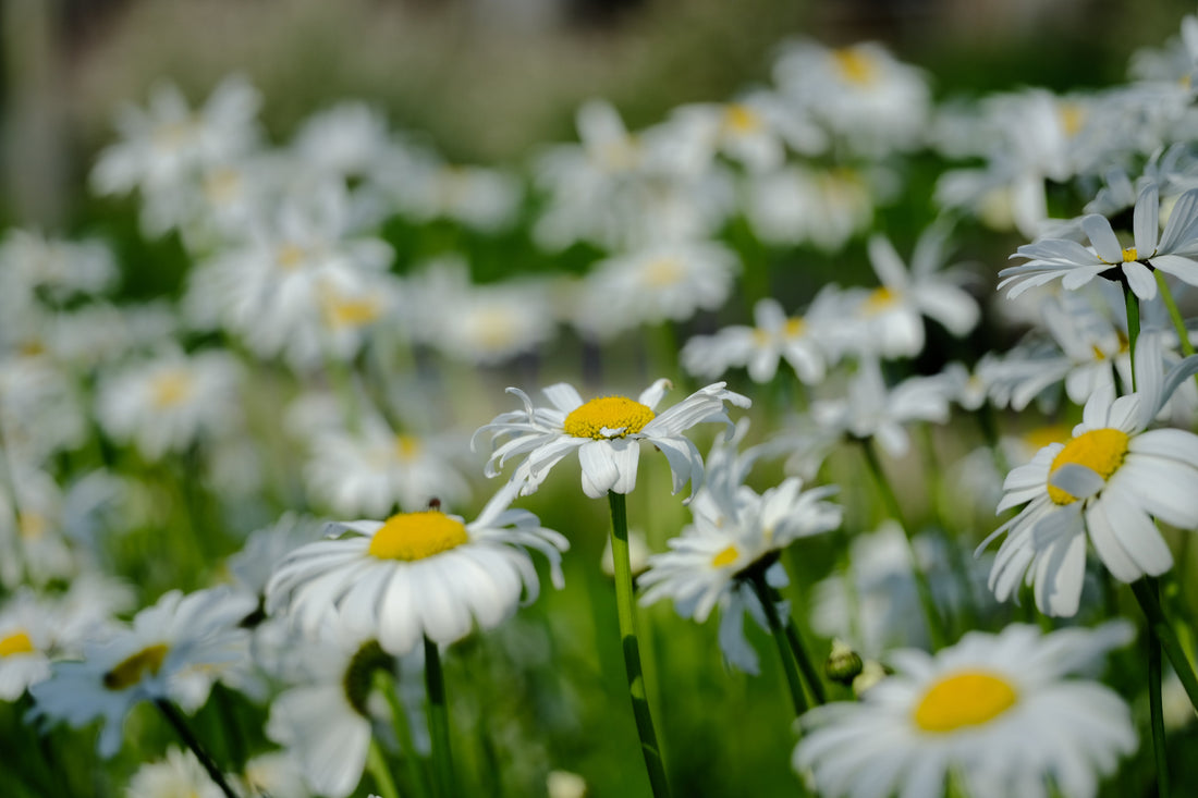 Leucanthemum vulgare &