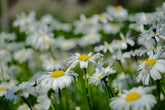Leucanthemum vulgare &