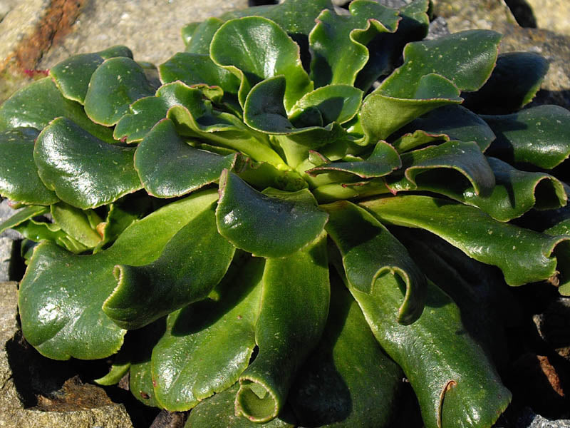 is lewisia a succulent Lewisia cotyledon