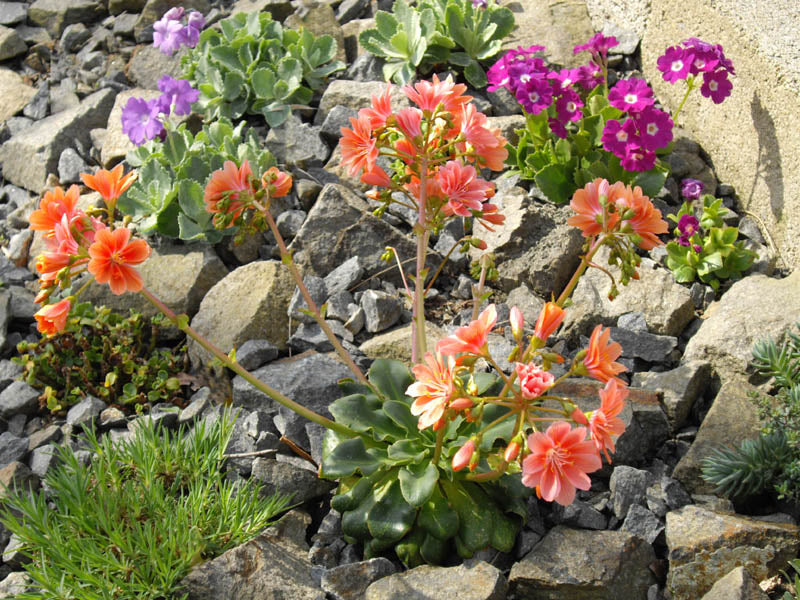 Lewisia cotyledon (cliff maids) mix of salmon, magenta, and lavender flowers