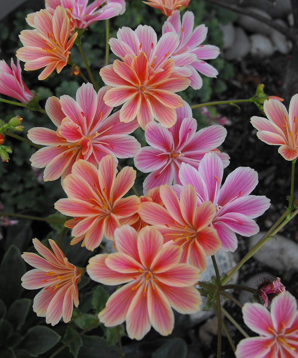 Lewisia cotyledon (cliff maids) salmon flowers