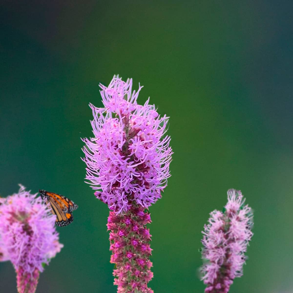 Liatris pycnostachya (Kansas gay feather) flowers with Monarch butterfly