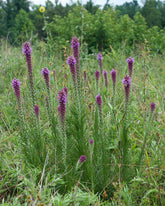 Liatris pycnostachya (Kansas gay feather) in field