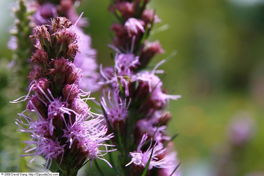 Liatris spicata 'Floristan Violet'