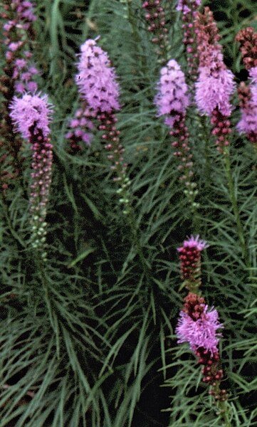 Liatris spicata 'Kobold Strain'