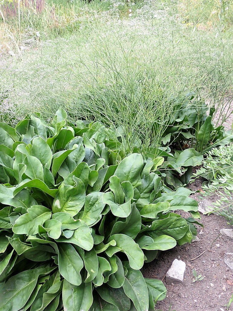 sea lavender plants for sale Limonium latifolium