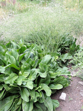 Limonium latifolium (sea lavender) foliage