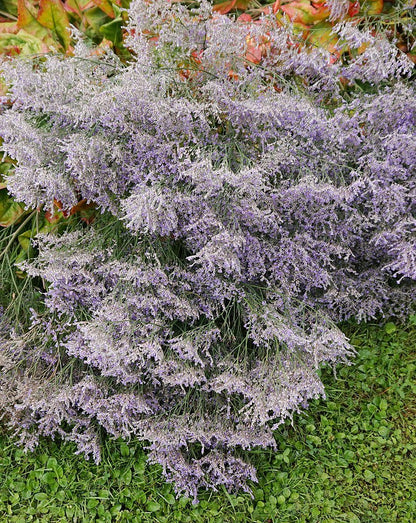 Limonium latifolium (sea lavender) in bloom