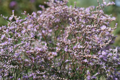 Close up image of lilac colored Limonium latifolium flowers against a blurred green background.