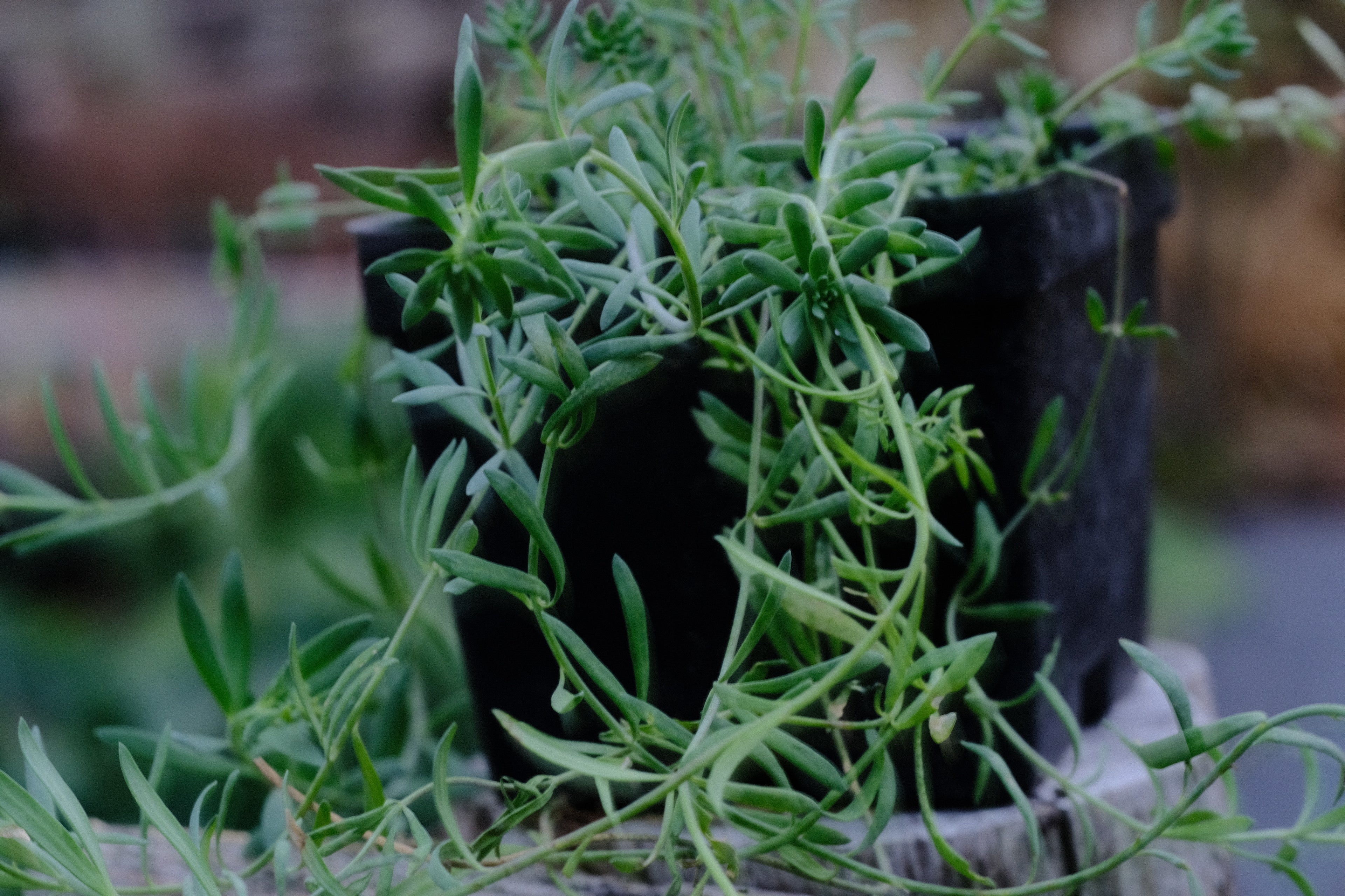 Linaria aeruginea &