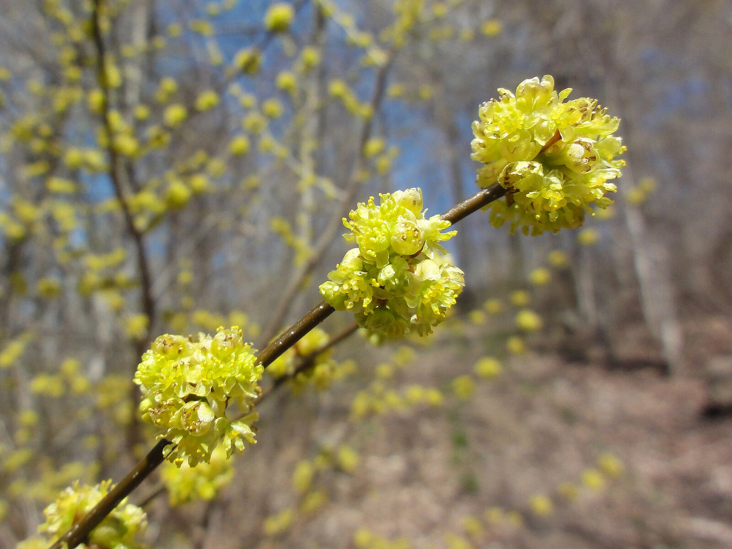 Lindera benzoin