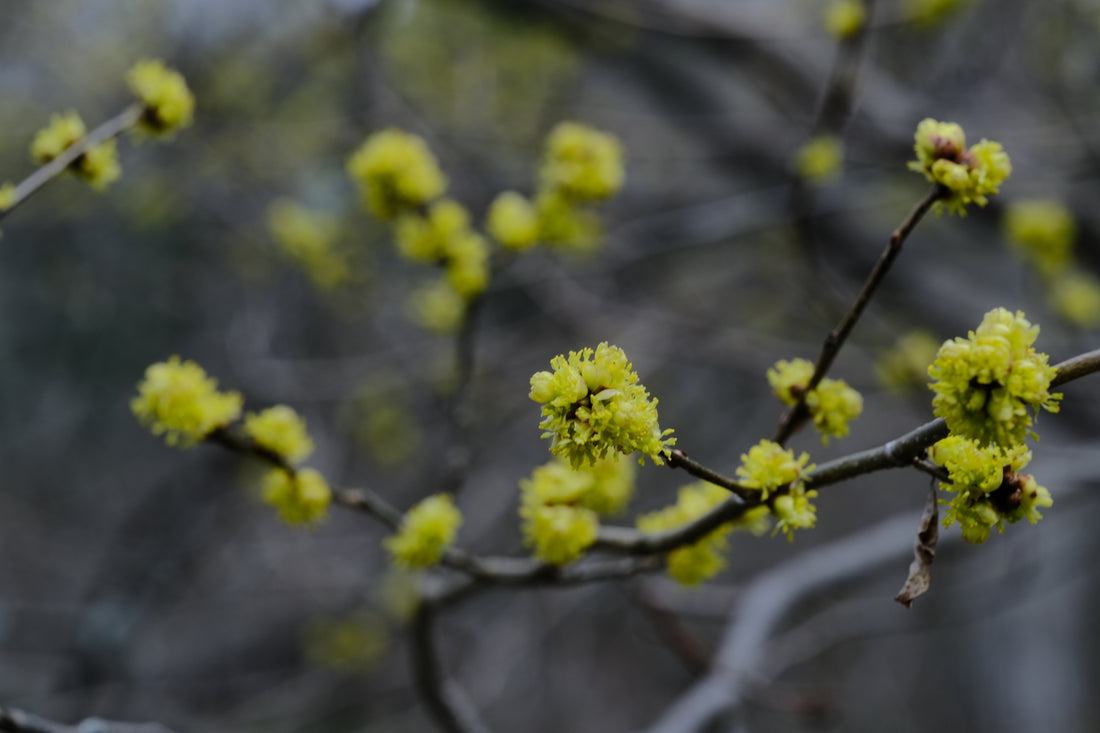 Lindera benzoin (Northern spicebush) yellow spring flowers
