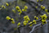 Lindera benzoin (Northern spicebush) yellow spring flowers