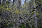 Lindera benzoin (Northern spicebush) yellow spring flowers blooming in woodland