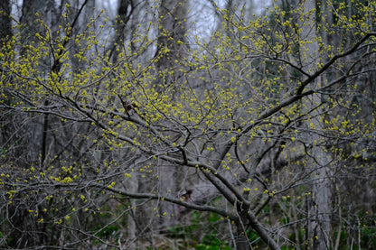 Lindera benzoin (Northern spicebush) yellow spring flowers blooming in woodland
