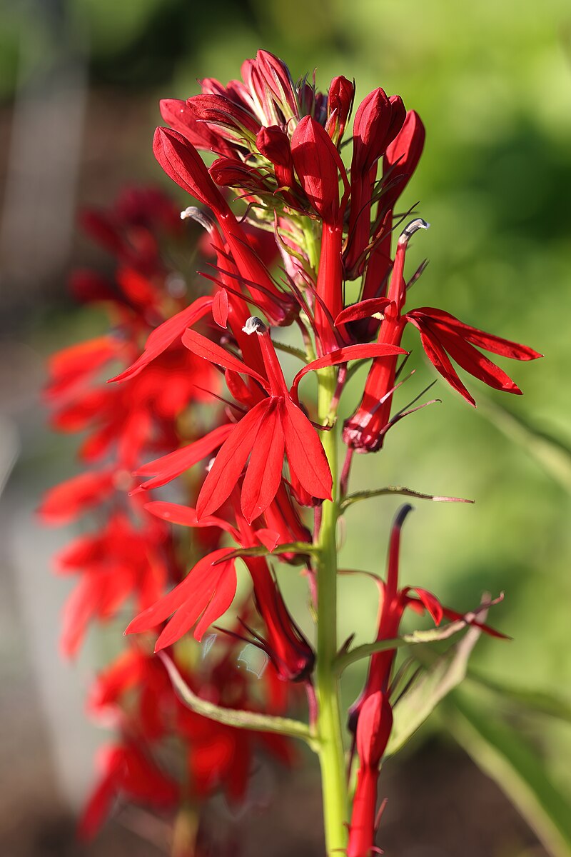 Lobelia cardinalis | cardinal flower