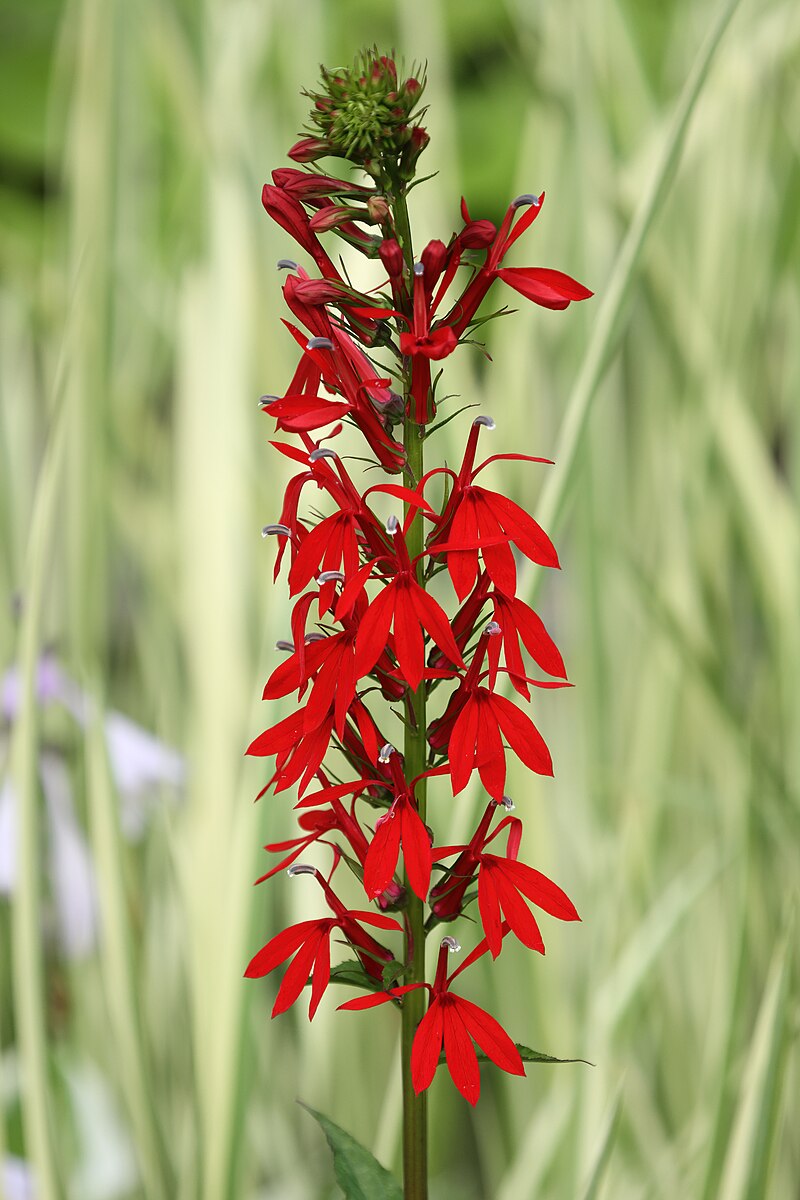Lobelia cardinalis | cardinal flower
