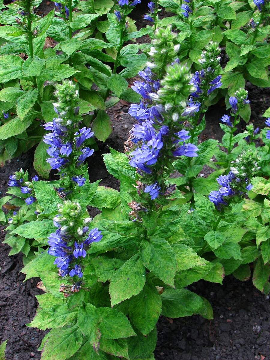 Lobelia siphilitica | blue cardinal flower