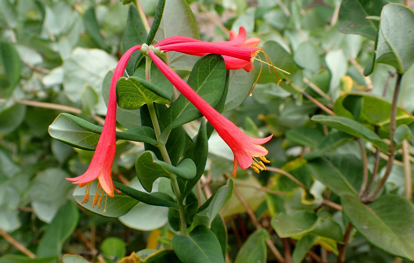 Lonicera sempervirens 'Major Wheeler'