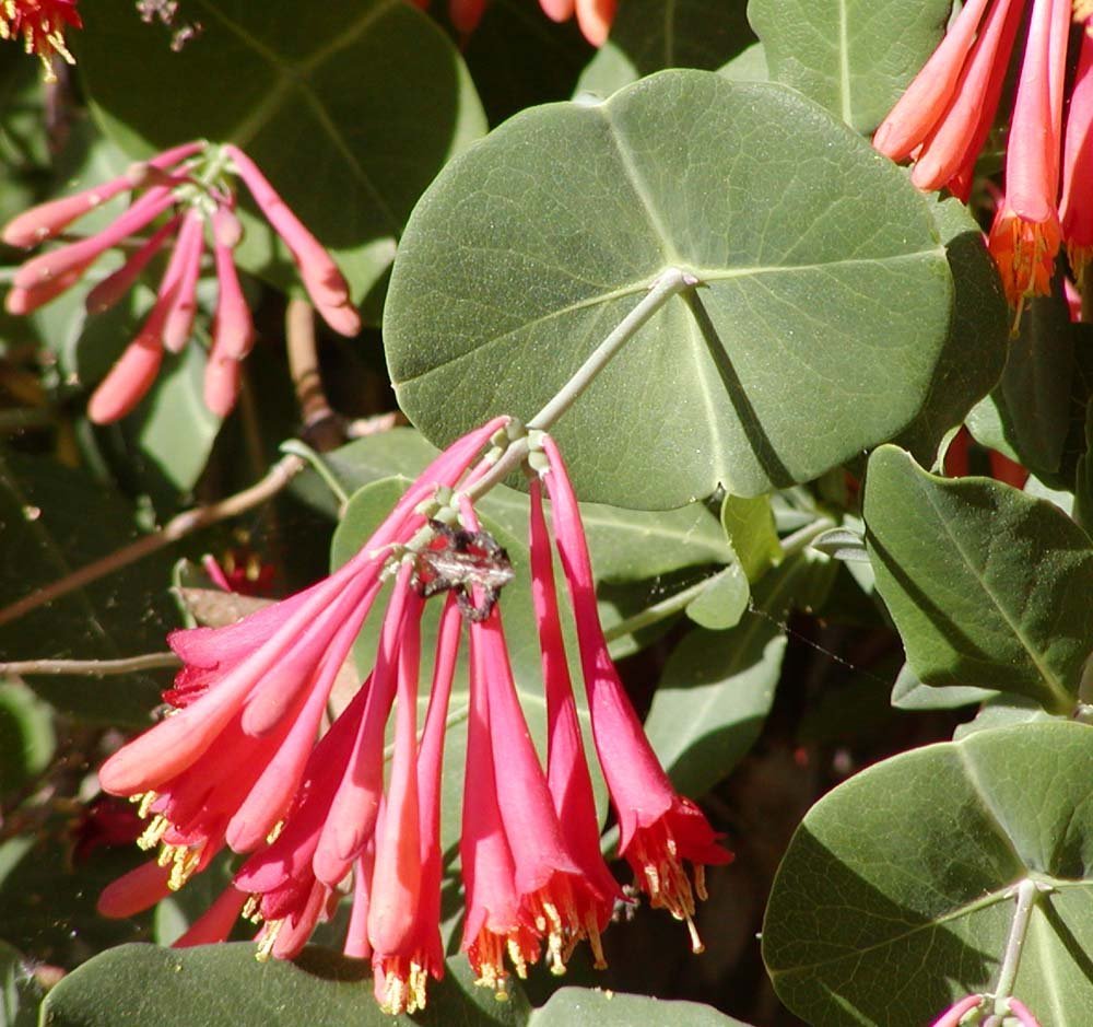 Lonicera sempervirens 'Major Wheeler'