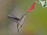 Lonicera sempervirens &