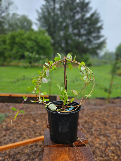 Lonicera sempervirens 'Major Wheeler'