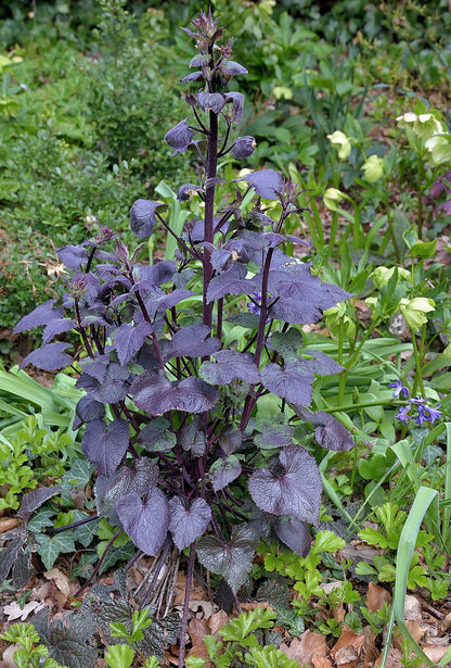 Lunaria annua &