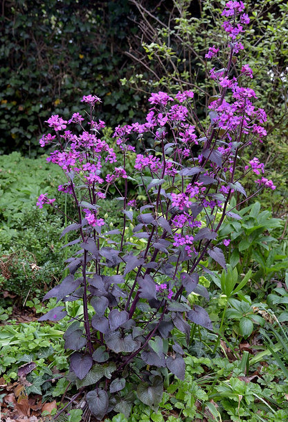 Lunaria annua &