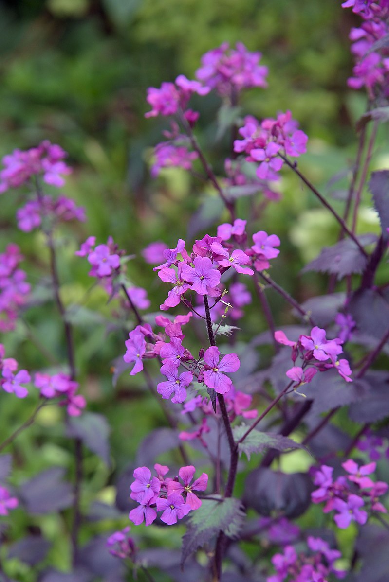 Lunaria annua &