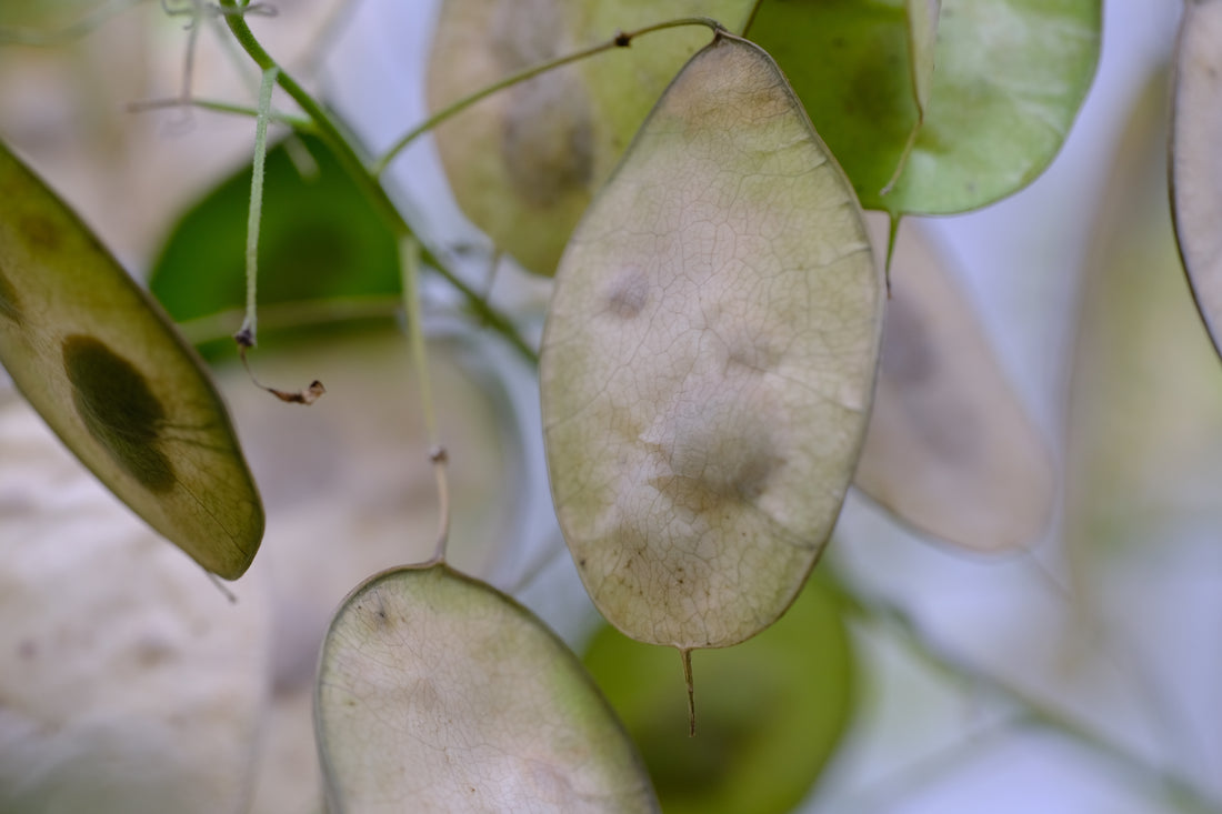 Lunaria annua seed heads