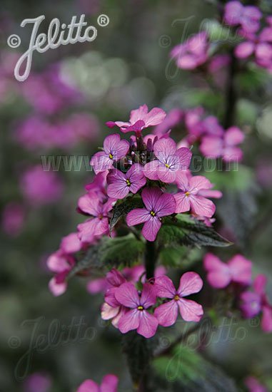 Lunaria annua &