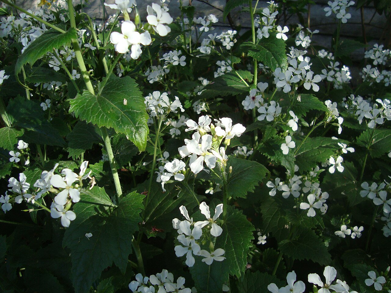 Lunaria annua var. albiflora (honesty) flowers