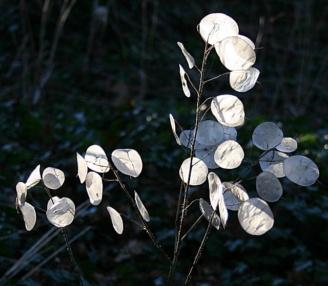 Lunaria annua var. albiflora (honesty) seed pods