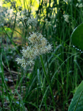 Luzula nivea (snowy woodrush) in bloom