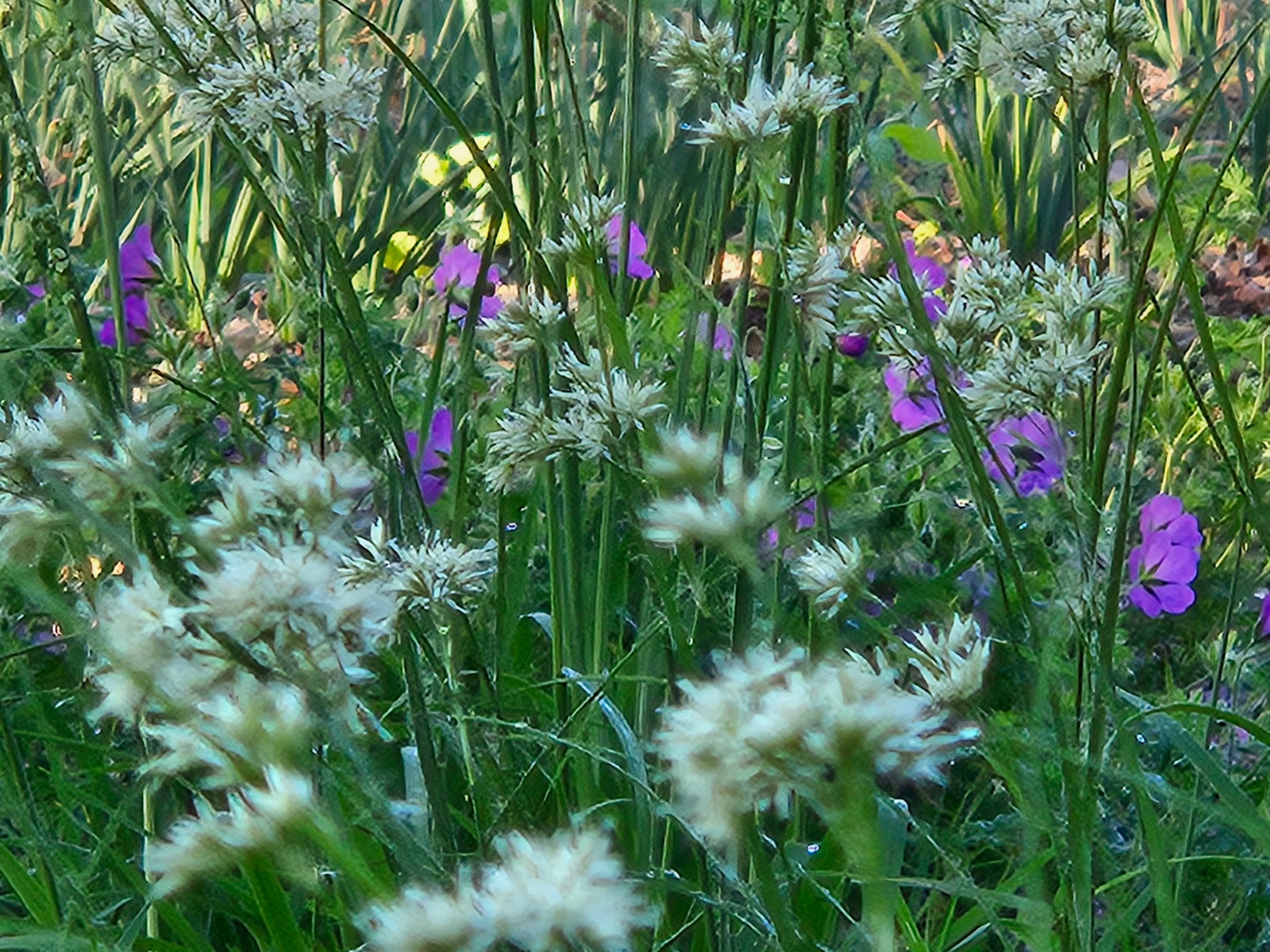 Luzula nivea (snowy woodrush) with Geranium sanguineum