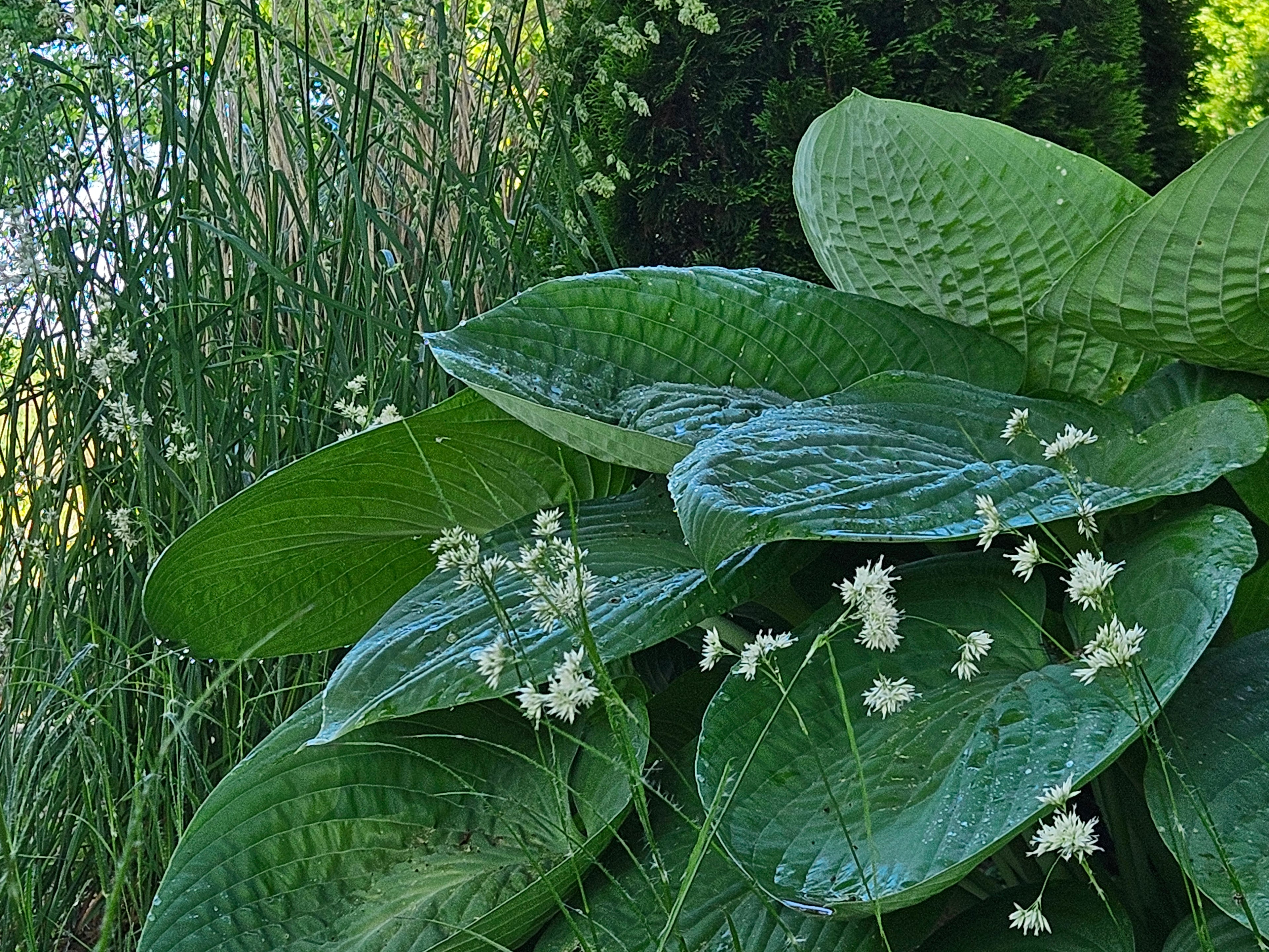 Luzula nivea (snowy woodrush) with large hosta