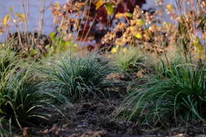 Luzula nivea (snowy woodrush) in the late fall garden