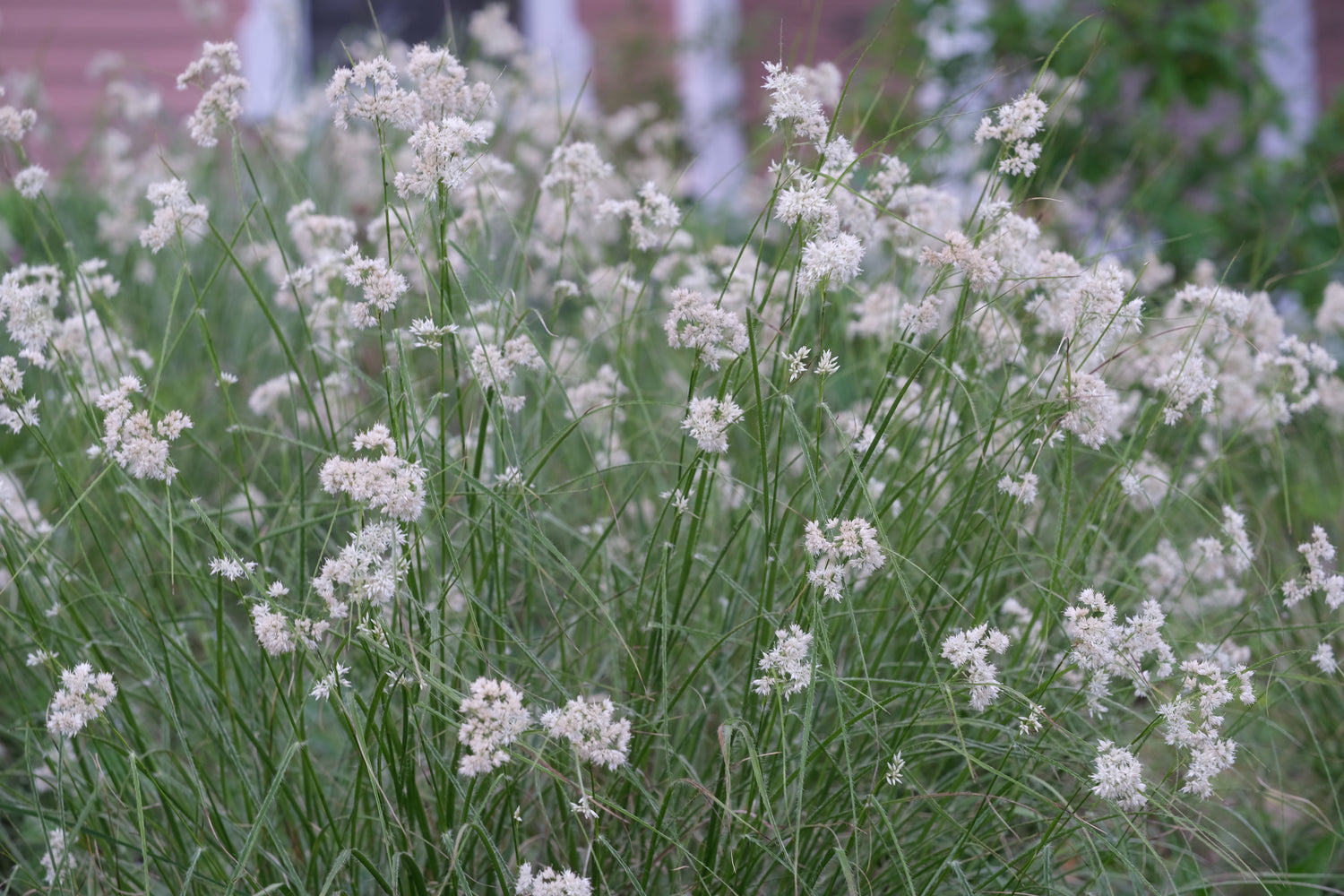 Creamy-white Luzula nivea, commonly known as snowy woodrush, flowers with green stems in a natural setting