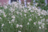 Creamy-white Luzula nivea, commonly known as snowy woodrush, flowers with green stems in a natural setting