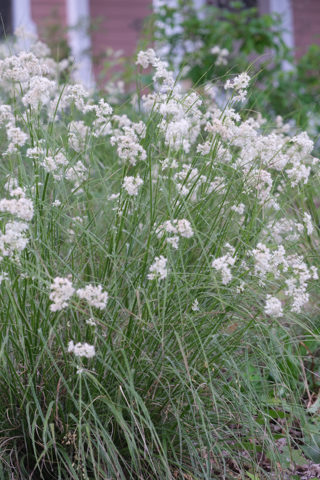 Close-up of creamy white Luzula nivea, commonly known as snowy woodrush, flowers and green foliage